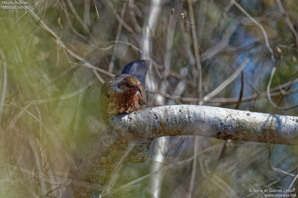 Subdesert Mesite female