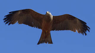 Yellow-billed Kite