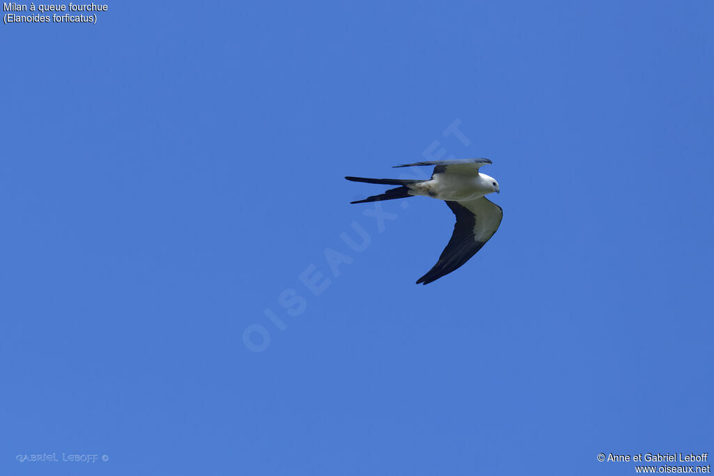 Swallow-tailed Kite