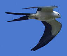 Swallow-tailed Kite