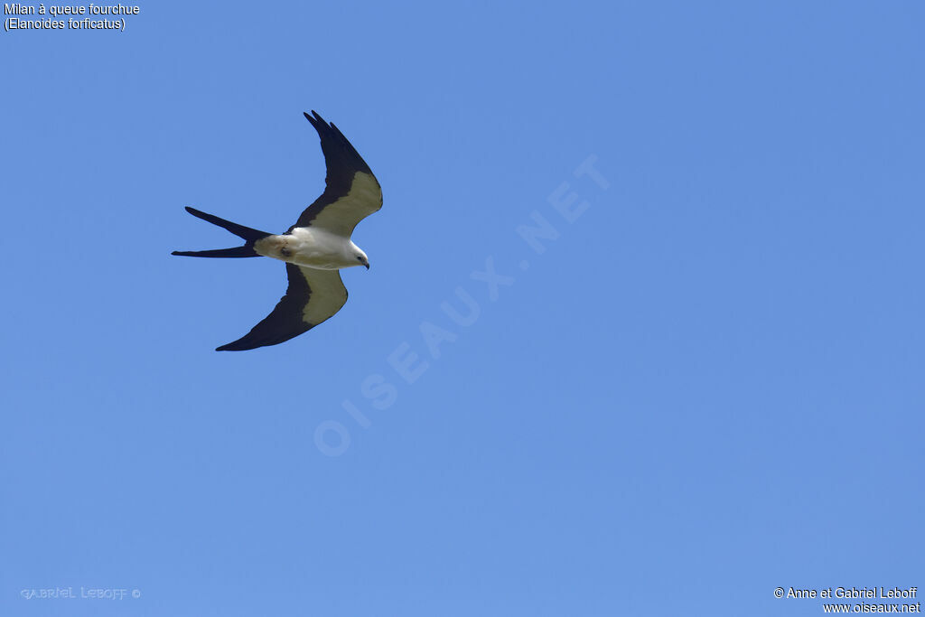 Swallow-tailed Kite