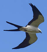 Swallow-tailed Kite