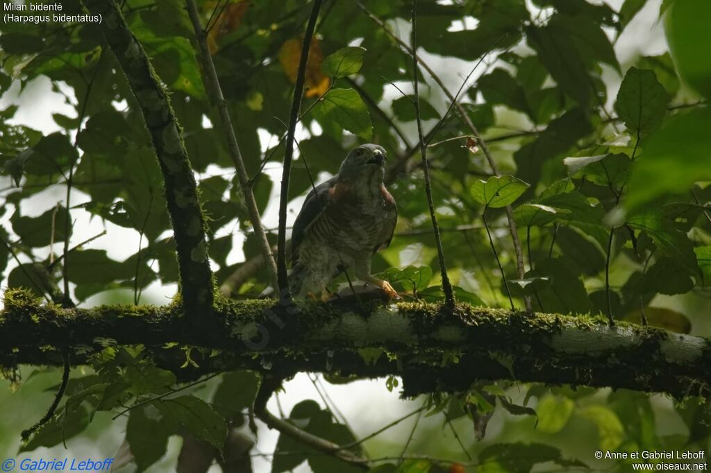 Double-toothed Kiteadult