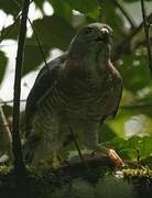 Double-toothed Kite