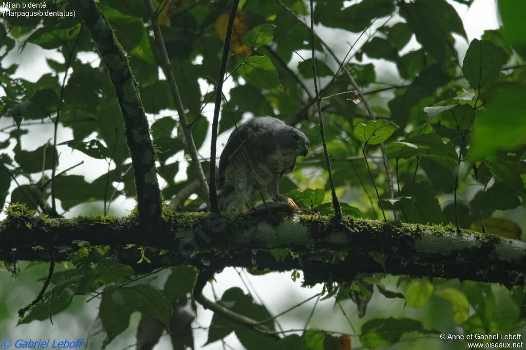 Double-toothed Kiteadult