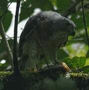 Double-toothed Kite