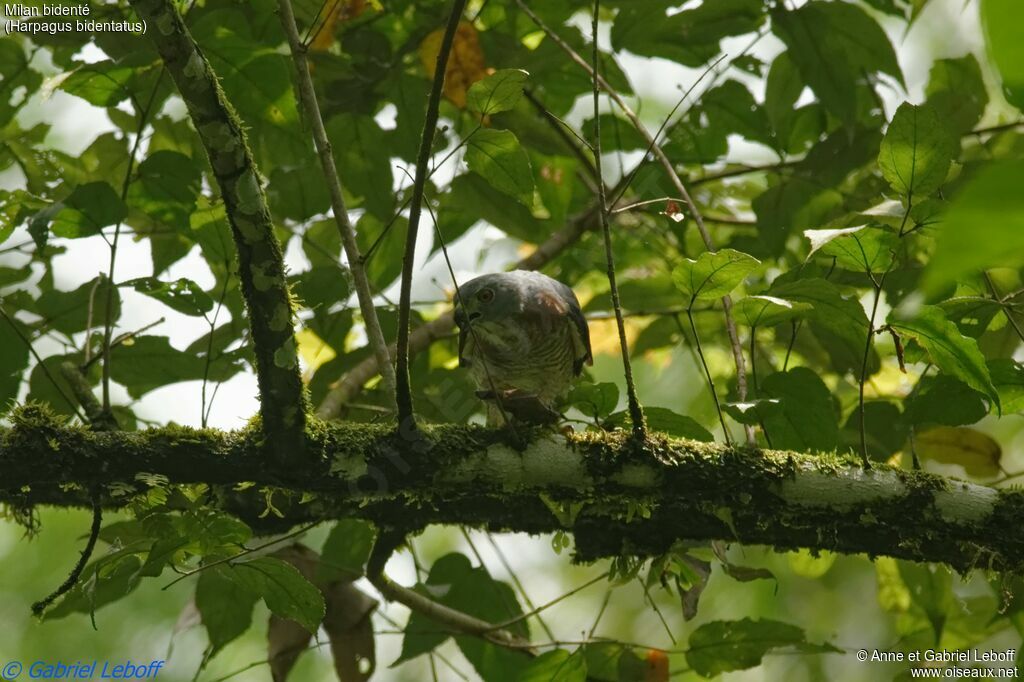 Double-toothed Kiteadult