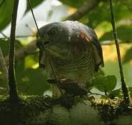 Double-toothed Kite