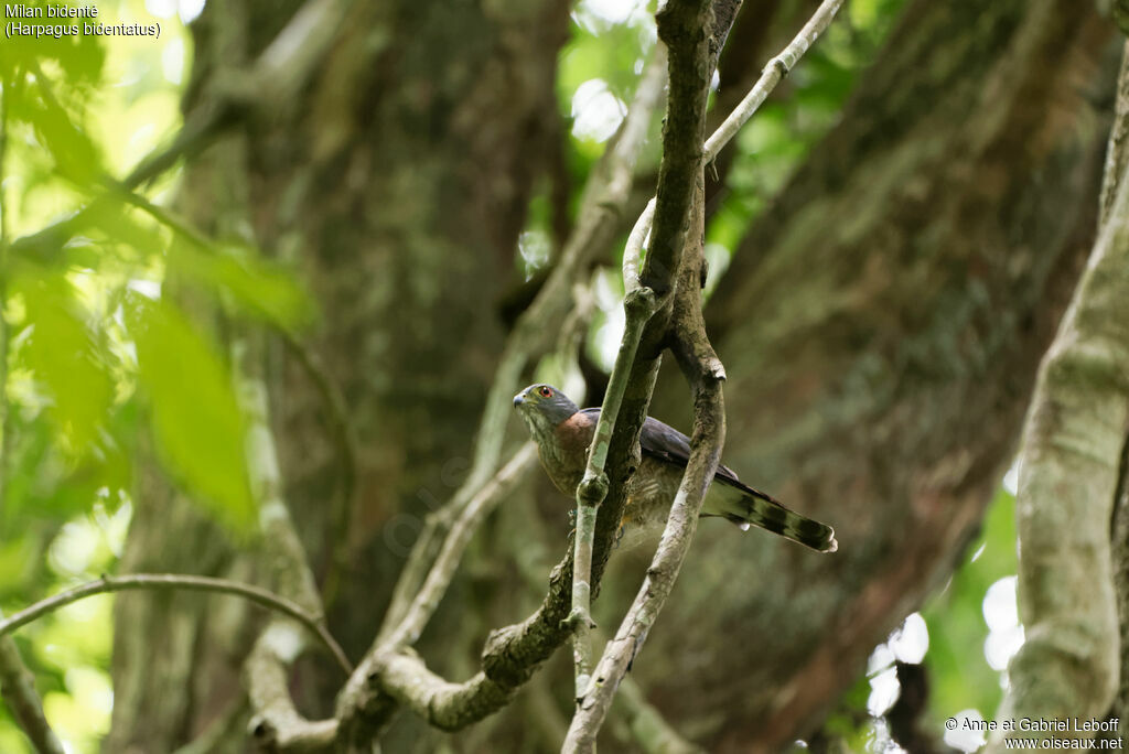 Double-toothed Kite