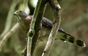 Double-toothed Kite