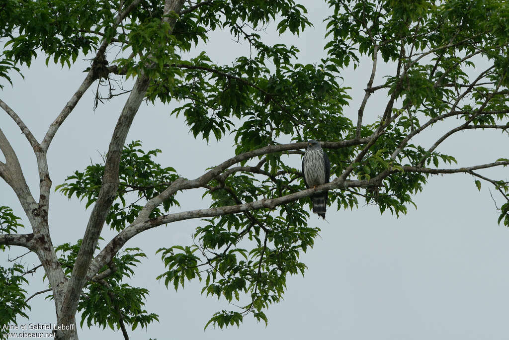 Plumbeous KiteFirst year, habitat, pigmentation