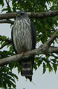 Plumbeous Kite