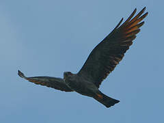 Plumbeous Kite