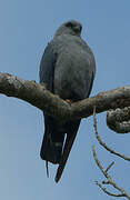 Plumbeous Kite