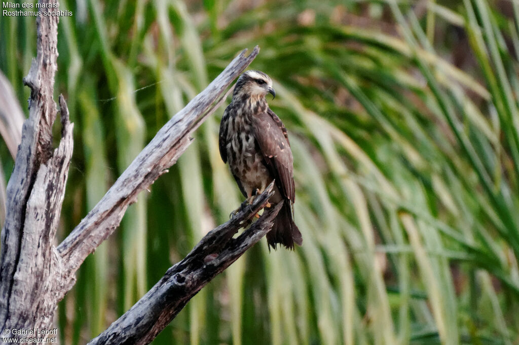 Snail Kite