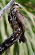 Snail Kite