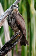 Snail Kite