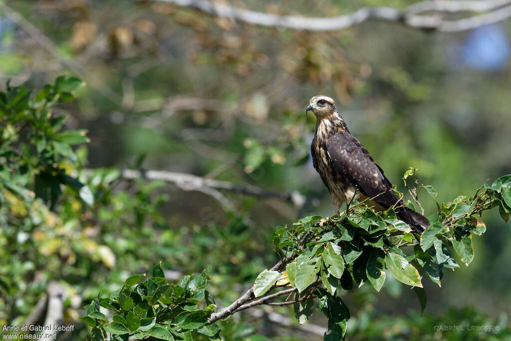 Milan des marais1ère année, identification