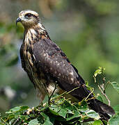 Snail Kite