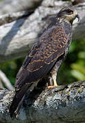 Snail Kite