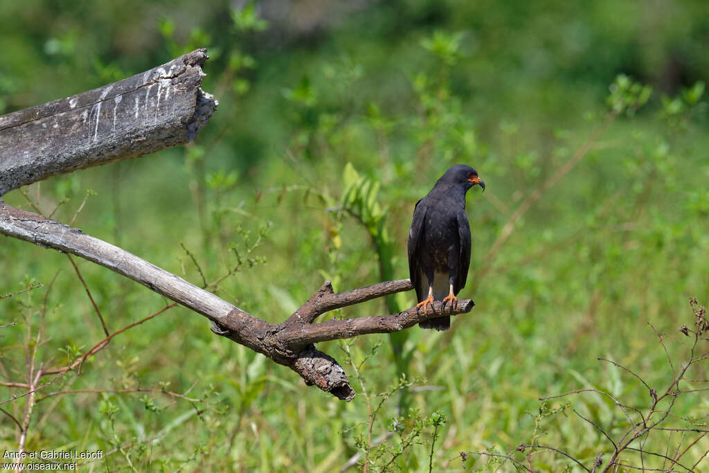 Snail Kite male adult, habitat, pigmentation, fishing/hunting