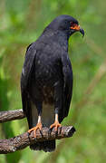 Snail Kite