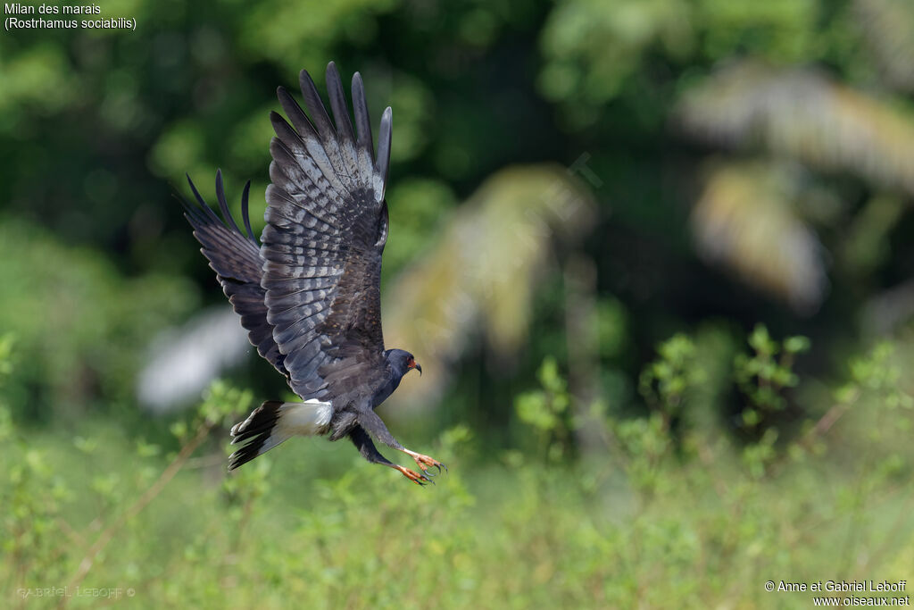 Snail Kite