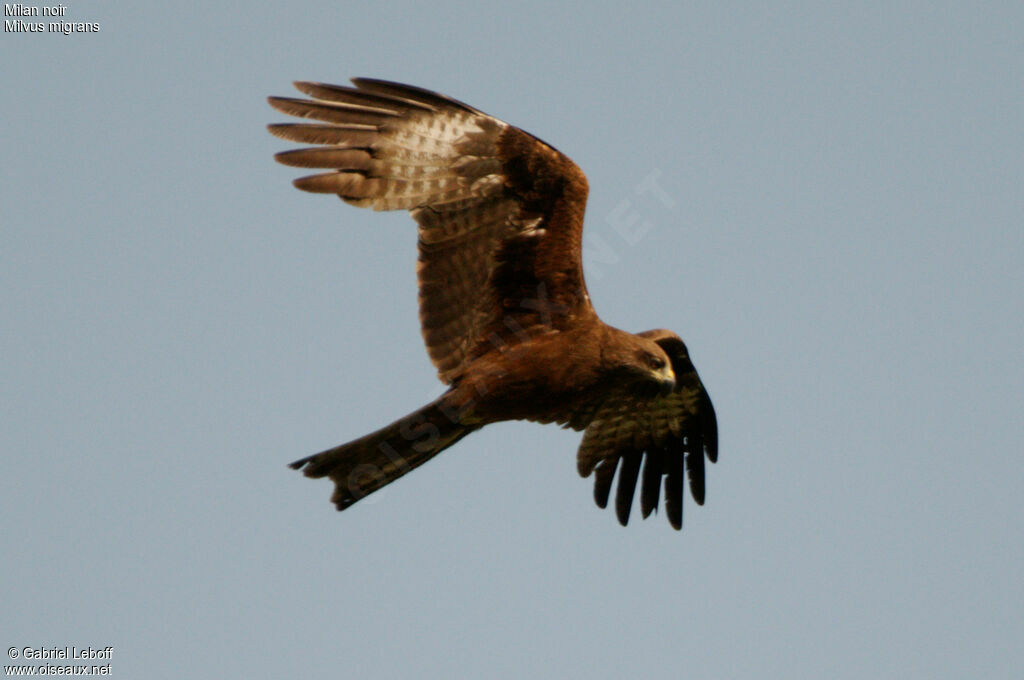 Black Kite