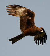 Black Kite