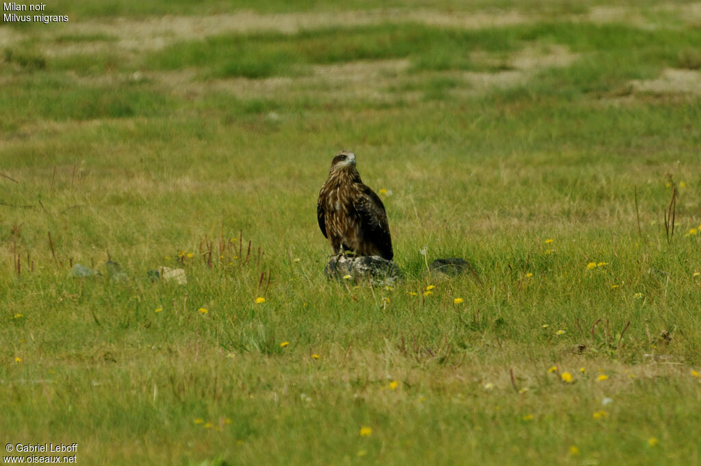 Black Kitejuvenile