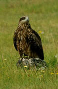 Black Kite