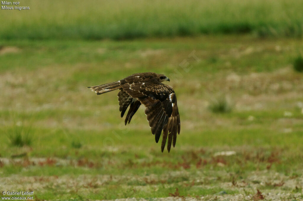 Black Kite