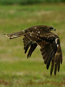 Black Kite