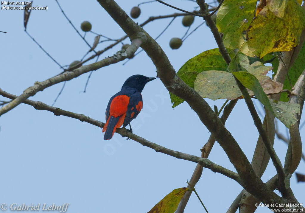 Minivet écarlate mâle adulte