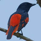 Minivet écarlate