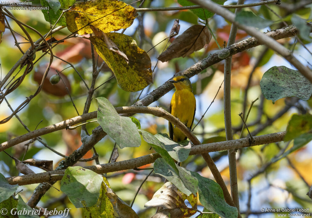 Minivet écarlate femelle adulte