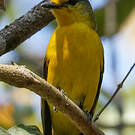 Minivet écarlate