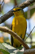 Scarlet Minivet