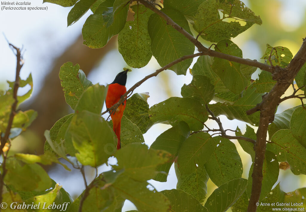 Minivet écarlate mâle