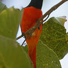 Minivet écarlate