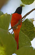 Scarlet Minivet