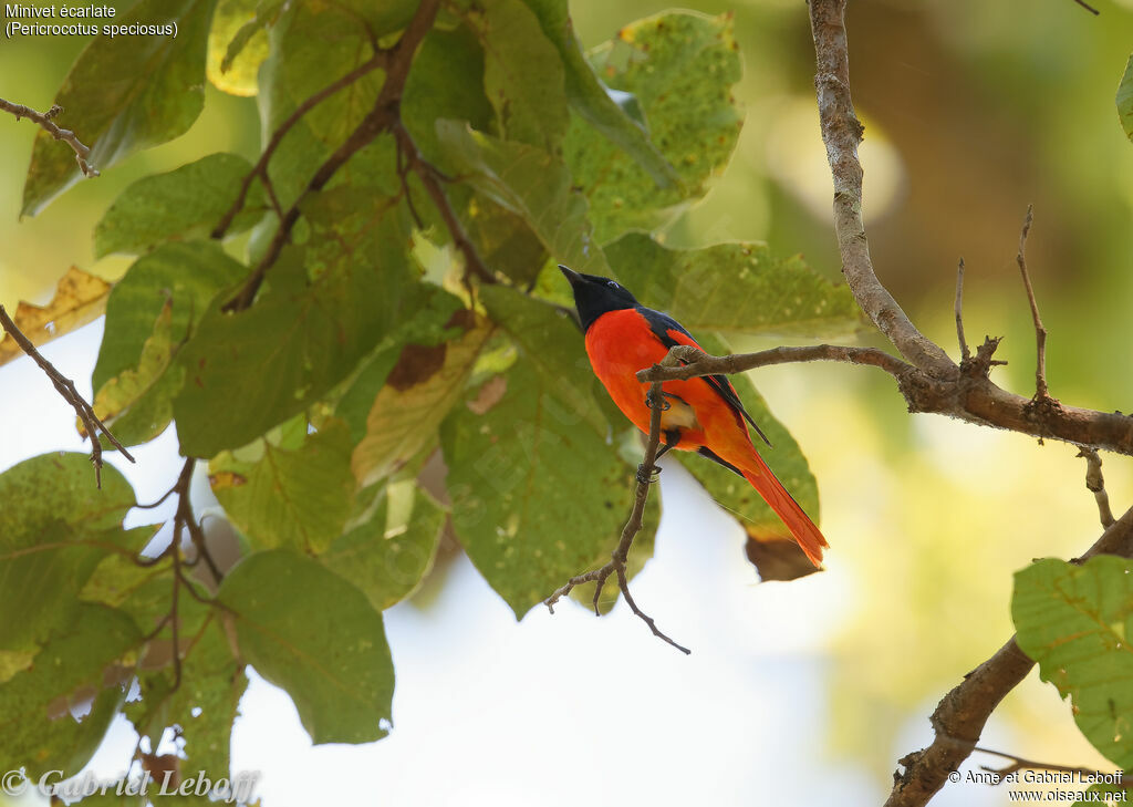 Minivet écarlate