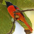 Minivet écarlate