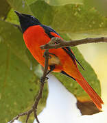 Scarlet Minivet