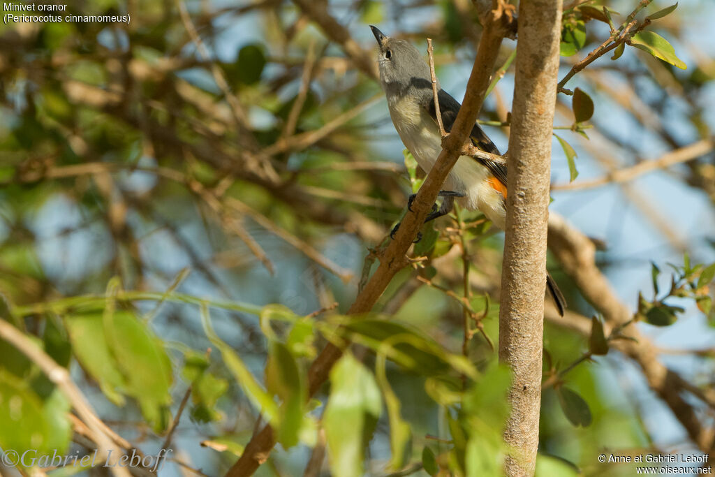 Minivet oranor femelle