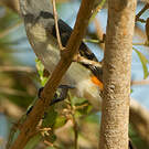 Minivet oranor