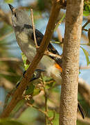 Small Minivet