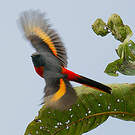 Minivet oranor