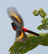 Minivet oranor