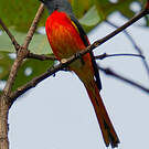 Minivet oranor